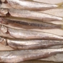 カルシウムたっぷり 爽やかに香るチカの天ぷら レシピ 作り方 By Seika A 楽天レシピ カルシウムたっぷり 爽やかに香るチカの天ぷら レシピ 作り方 By Seika A 楽天レシピ